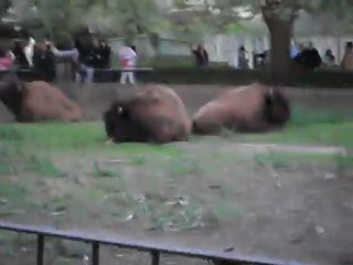Bisontes del Zoo de Bs.As
