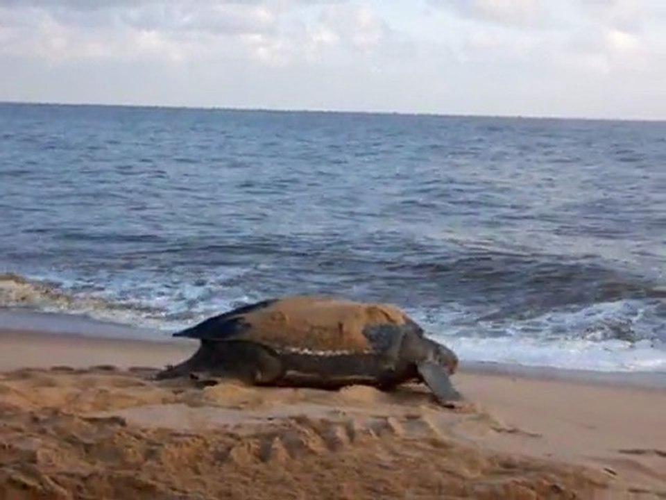 Tortuga al mar 2