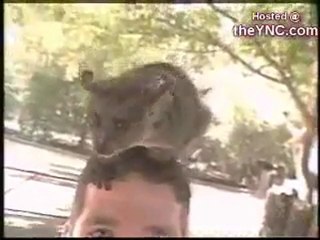 ‫حيوانات آخر زمن‬ -