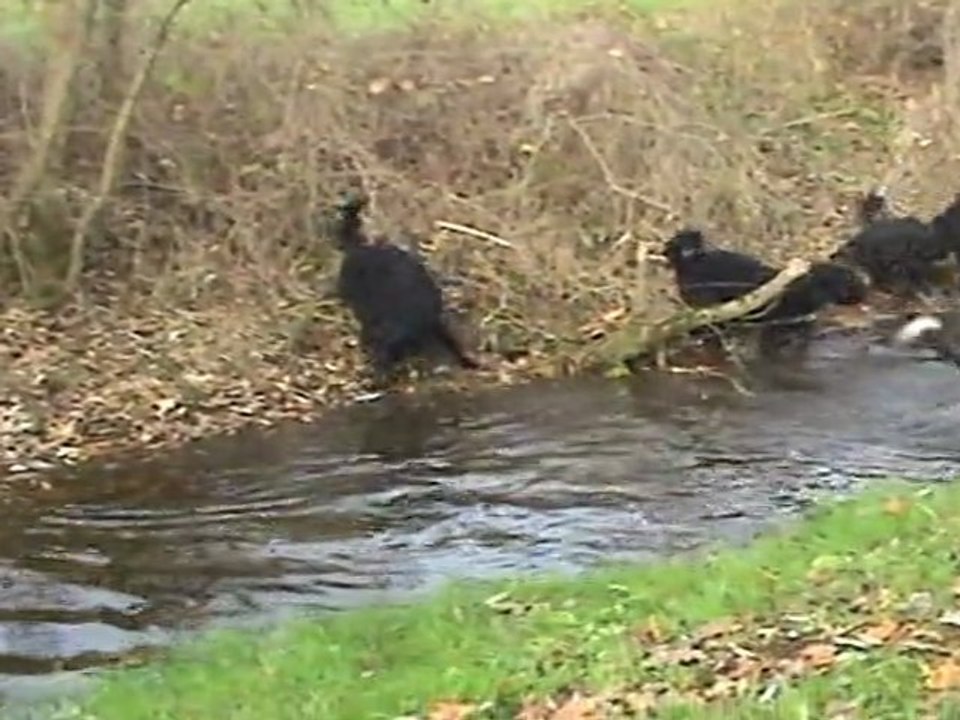 Le Barbet et l'eau....une passion d'amour!