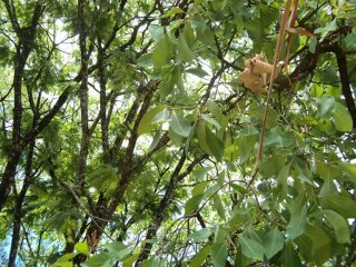 institut mulumba lukoji 1