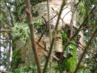 Je m'suis barré d'un mome de Romain Didier