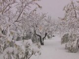 NSR03 - Almendros, nieve, olivos