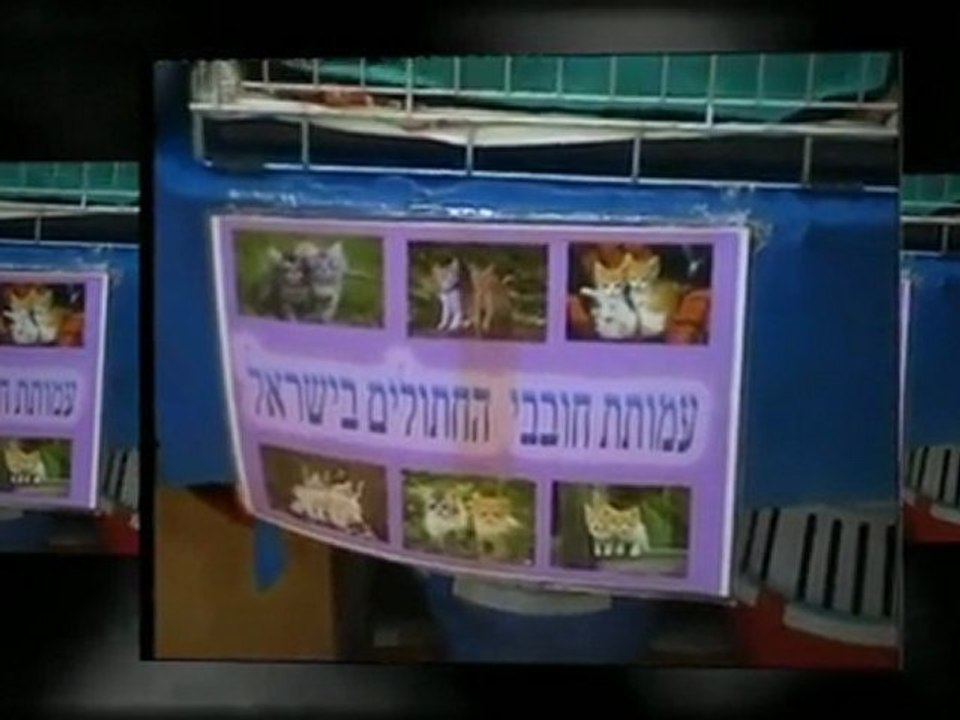תערוכת חתולים בראשון לציון שבת 17/12/2012
