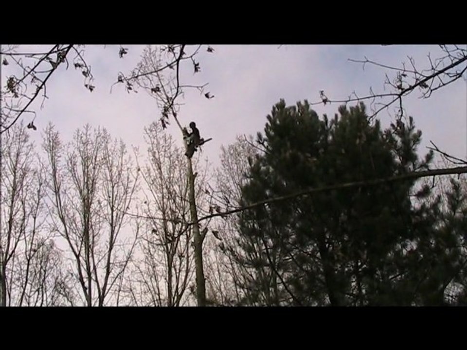 Abattage peuplier décembre 2011
