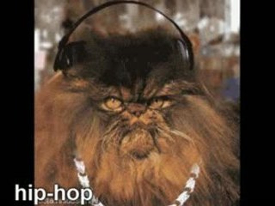 Record Store Cats. Full version.