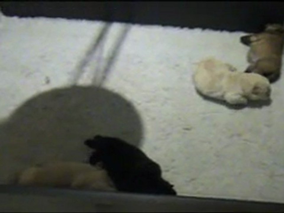Bébés d'Elysée et Caramel à 2 semaines