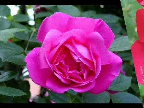 HASTAYIM YAŞIYORUM GÖRÜNMEZ HAYALİNLE