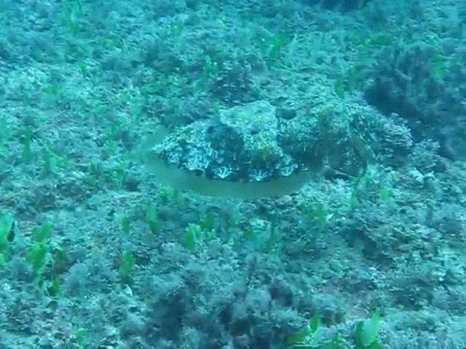 Seche la mala 12 2011
