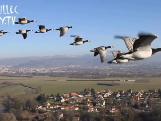 Voler avec les oiseaux, c'est possible !