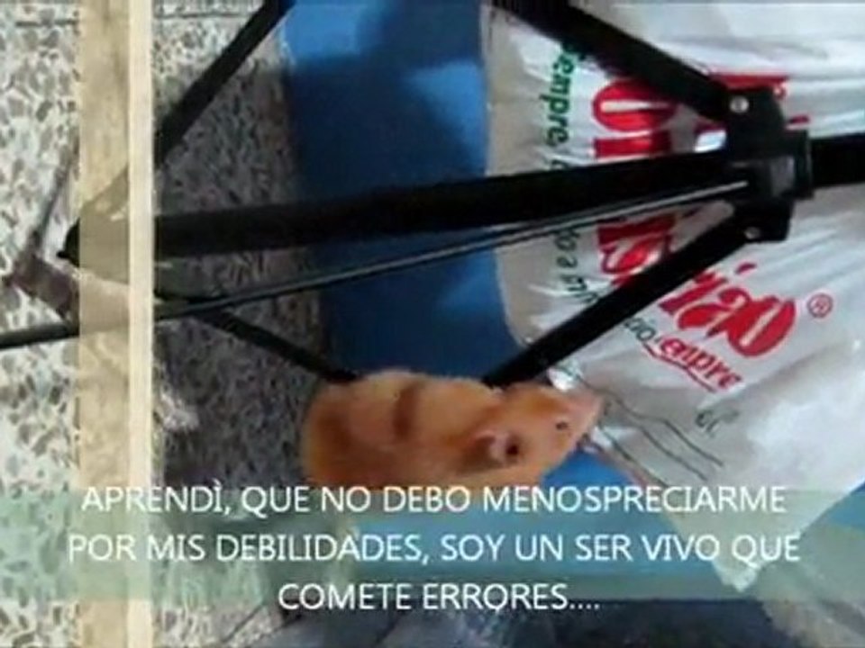 Hàmstercita giving advice: HOY APRENDÌ....