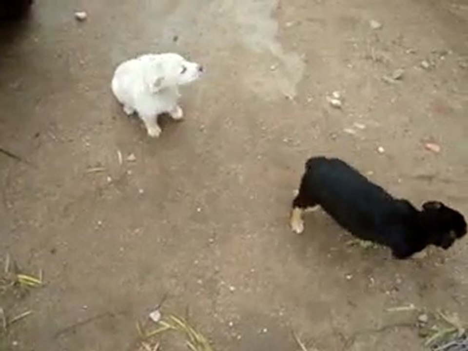 MOV00388_mpeg4