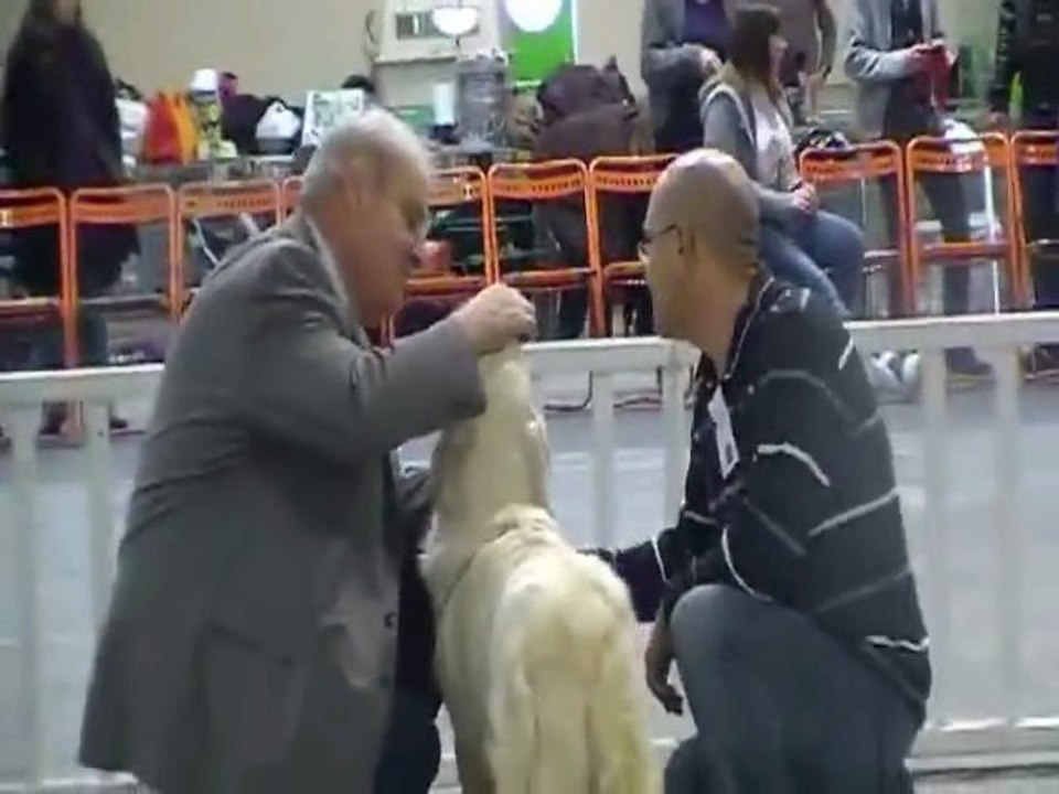 Gaia 3° excellent Nantes CACS 10-12-11 Parc expo La Beaujoire