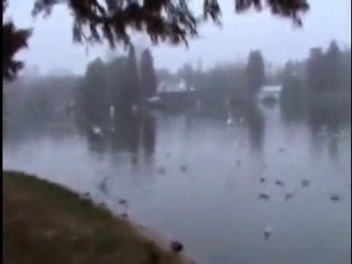 Pasari acvatice pe lacul din Parcul Tineretului-Bucuresti,2011