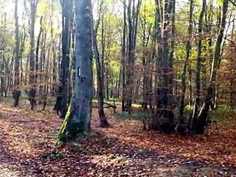 les coteaux de la Marne - Rando du 12 Novembre 2010