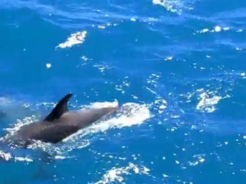 Les dauphins de Kaikoura en Nouvelle-Zelande