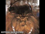Music cats (russian edition)