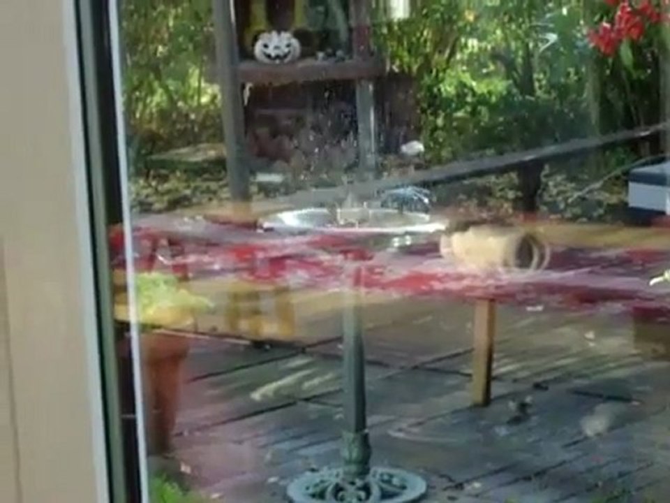 petit oiseaux prend leur bain