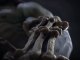 Darksiders II - Death Lives Teaser Trailer -  da THQ