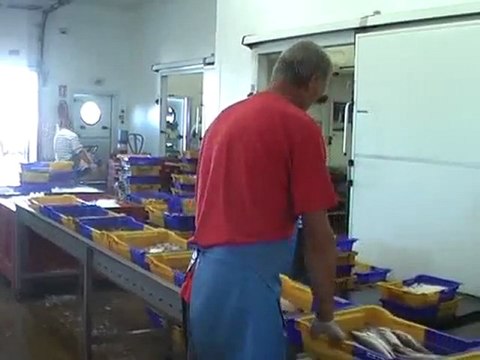 GRAU D'AGDE - 2011 - (4) - Le poisson, de la mer à l'assiette : les enchères de la criée du Grau d'Agde
