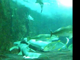 Under Water World - Shark, Giant Groupers
