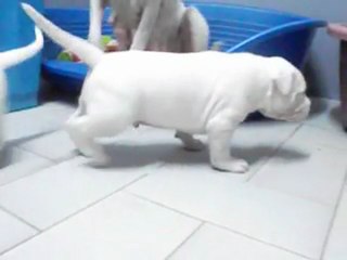 chiots 015