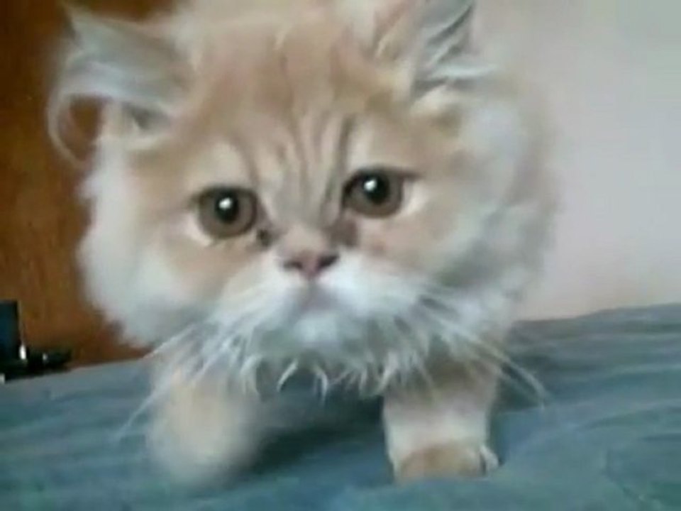 L'abstention fait peur aux chatons - Je crois que je vais pas aller voter