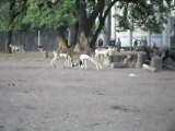 Antilopes del Zoo de Bs.As