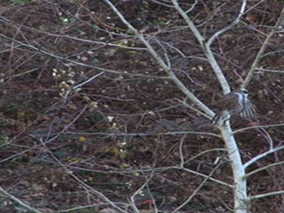 Autour des palombes, le 12-12-11