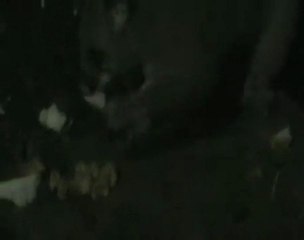 Possums In Our Garden!