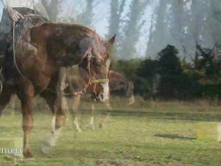 Equitation durable