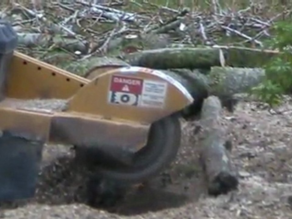 Rognage souche après abattage peuplier