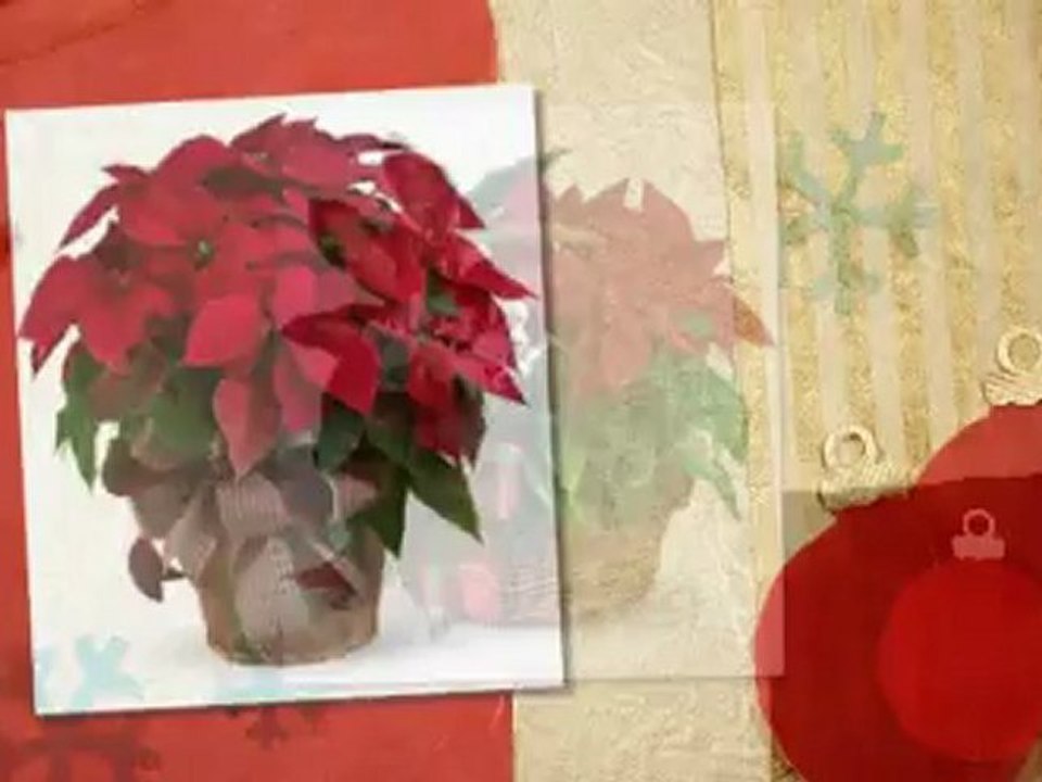 Florist - St. Charles, MO