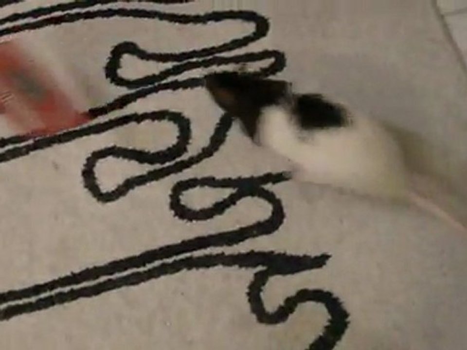 Beretta et la tapette