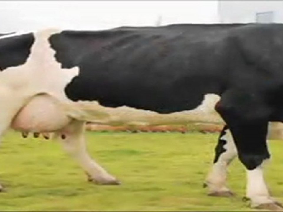 Pride of Cows