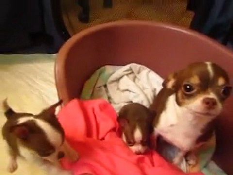 Nos chihuahuas d'amour ! Tous chocolats et lof ! Deux mâles et une femelle !