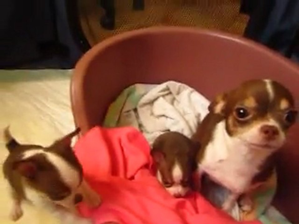 Nos chihuahuas d'amour ! Tous chocolats et lof ! Deux mâles et une femelle !