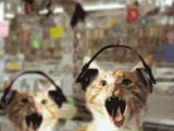 le chat qui ecoute du métal