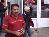 Tunceli'de Köpekler Kediye Sahip Çıktı