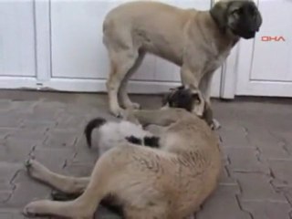 Αδέσποτα σκυλιά περιθάλπουν ορφανό γατάκι