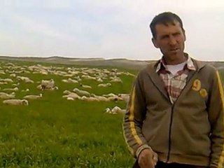 2011 BUĞDAYDA BOĞAZ ÇÜRÜKJLÜĞÜ SÜLEYMAN SOLMAZ ŞABANÖZÜPOLATLI