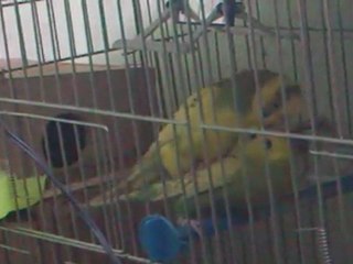 MUHABBET KUŞUN ÇİFTLEŞMESİ - (HızlıGonzalez) :)