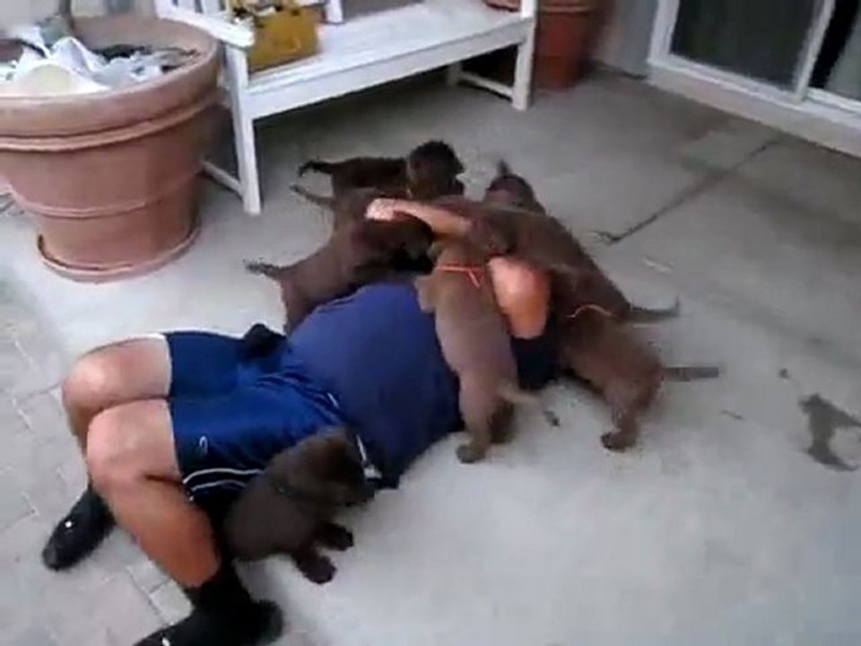 Yavru Köpekler