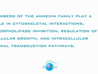 Annexin 13 Recombinant Protein