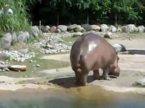 Hipopótamo flatulento sorprende a visitantes de zoológico