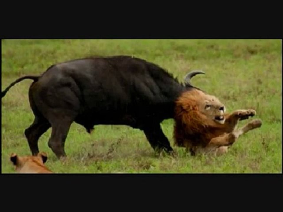 bufalo & lain
