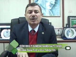 KİVİDE REKOLTE DÜŞMESİNE RAĞMEN KALİTE YÜKSEK 09 12 2011