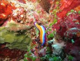 Çok ilginç, rengârenk bir canlı Nudibranch!