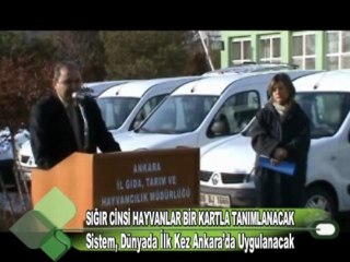 SIĞIR CİNSİ HAYVANLAR BİR KARTLA TANIMLANACAK  09 12 2011