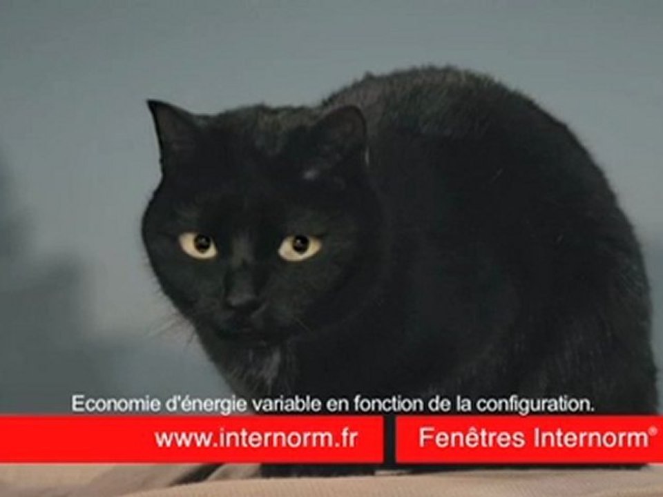 Internorm présente son chat !